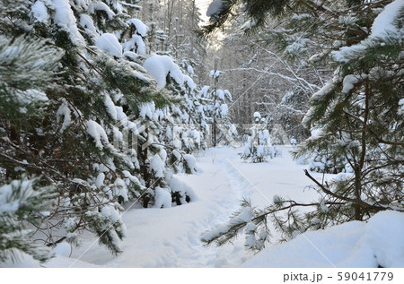 Awesome winter landscape. A snow-covered path among the trees in the wild forest. Awesome winter landscape. A snow-covered path among the trees in the wild forest. 59041779