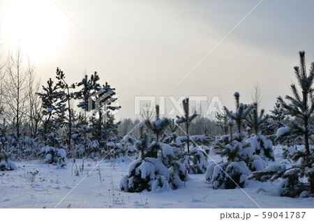 Awesome winter landscape. A snow-covered path among the trees in the wild forest. Awesome winter landscape. A snow-covered path among the trees in the wild forest. 59041787