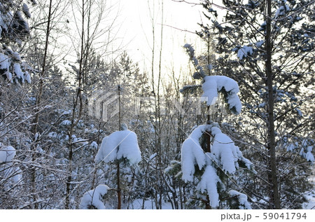 Awesome winter landscape. A snow-covered path among the trees in the wild forest. Awesome winter landscape. A snow-covered path among the trees in the wild forest. 59041794