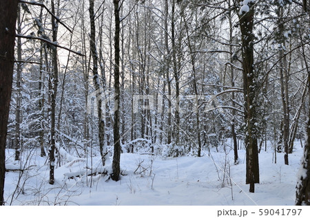 Awesome winter landscape. A snow-covered path among the trees in the wild forest. 59041797