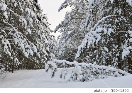 Awesome winter landscape. A snow-covered path among the trees in the wild forest. Awesome winter landscape. A snow-covered path among the trees in the wild forest. 59041803