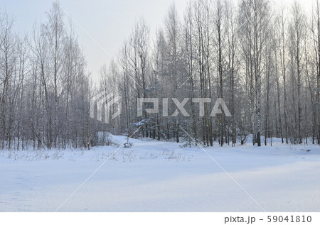 Awesome winter landscape. A snow-covered path among the trees in the wild forest. Awesome winter landscape. A snow-covered path among the trees in the wild forest. 59041810