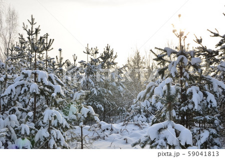 Awesome winter landscape. A snow-covered path among the trees in the wild forest. Awesome winter landscape. A snow-covered path among the trees in the wild forest. 59041813