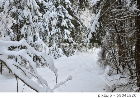 Awesome winter landscape. A snow-covered path among the trees in the wild forest. Awesome winter landscape. A snow-covered path among the trees in the wild forest. 59041820