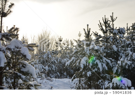 Awesome winter landscape. A snow-covered path among the trees in the wild forest. Awesome winter landscape. A snow-covered path among the trees in the wild forest. 59041836