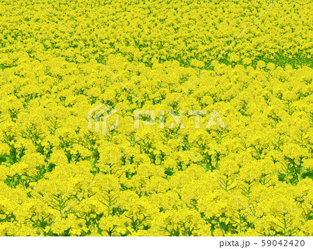一面の菜の花 59042420