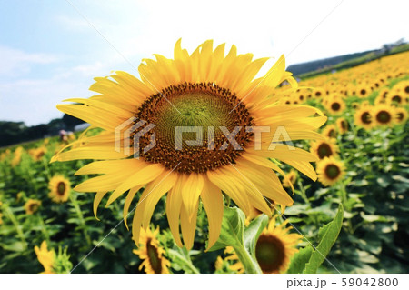 夏の花 向日葵 夏の花 向日葵 59042800