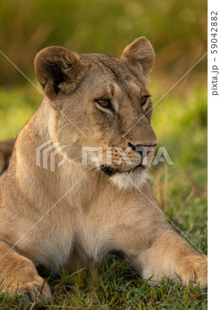 Close-up of lioness in grass looking right 59042882