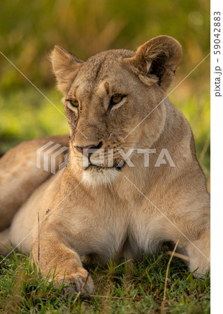 Close-up of lioness in grass looking left Close-up of lioness in grass looking left 59042883