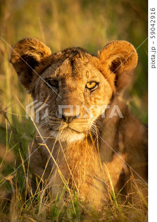 Close-up of lion cub staring at camera 59042916