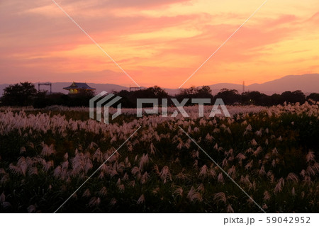 朱雀門とススキの夕景（奈良市法華寺町） 59042952