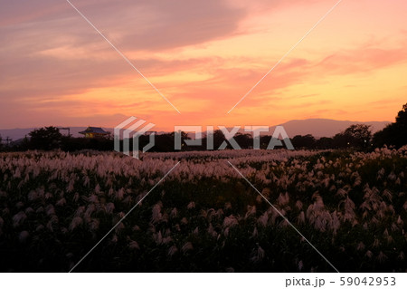 朱雀門とススキの夕景（奈良市法華寺町） 59042953