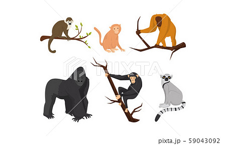 Different Species of Monkeys Sitting on Tree Branches Vector Set 59043092