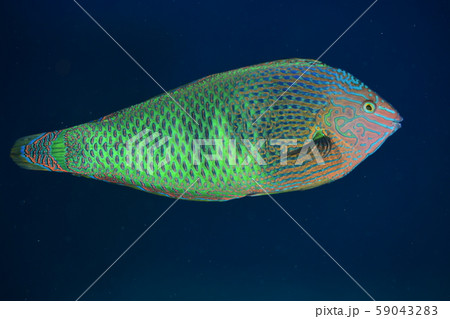 カノコベラのオス カノコベラのオス 59043283