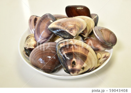 ハマグリ ハマグリ 59043408