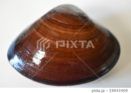 ハマグリ ハマグリ 59043409