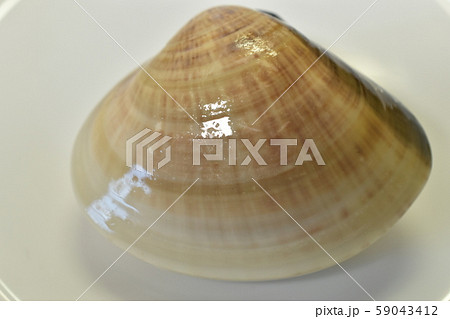 ハマグリ ハマグリ 59043412