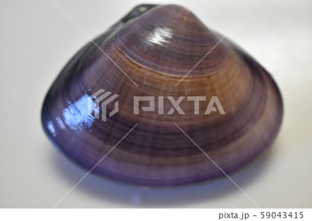 ハマグリ 59043415