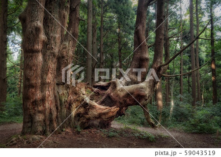 山形県 戸沢村 幻想の森 9の写真素材