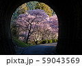 河津の桜並木 59043569