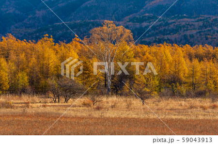 紅葉の小田代ヶ原湿原 59043913