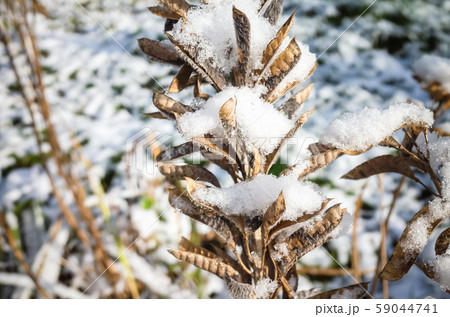 Dry seeds of lupines with snow 59044741
