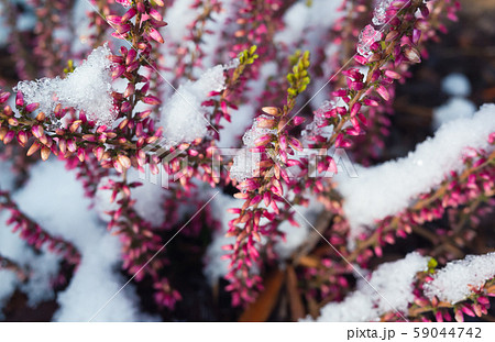 Common heather flowers in snow 59044742