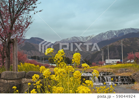 菜の花　桜 59044924