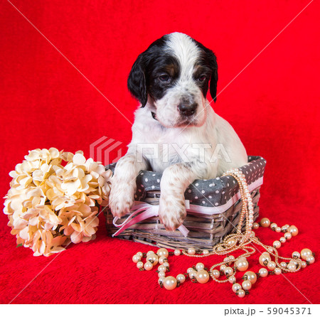 English setter puppy in a wood basket with flowers 59045371