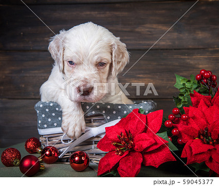 English setter puppy with poinsettia red flowers. 59045377