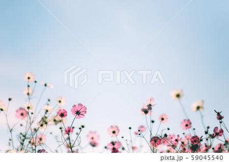 コスモス畑 コスモス畑 59045540