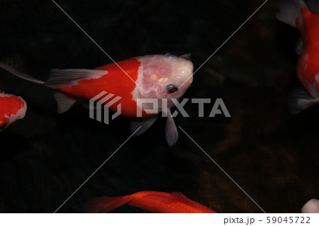 金魚 59045722