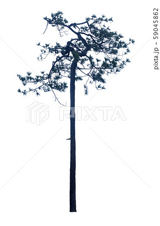 Pinus kesiya isolated on a white background. 59045862