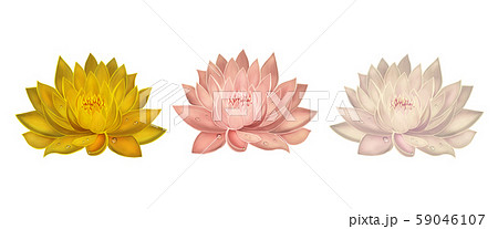 Water lilies on a white background Water lilies on a white background 59046107