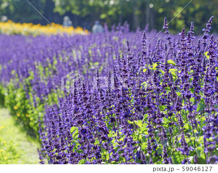 ラベンダー畑(奥行き感) ラベンダー畑(奥行き感) 59046127
