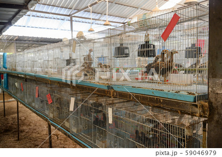 Young chickens in cages on farm 59046979