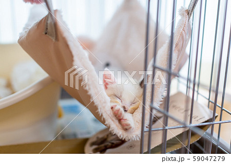 仔猫 生後4週間 保護猫 ハンモック 仔猫 生後4週間 保護猫 ハンモック 59047279