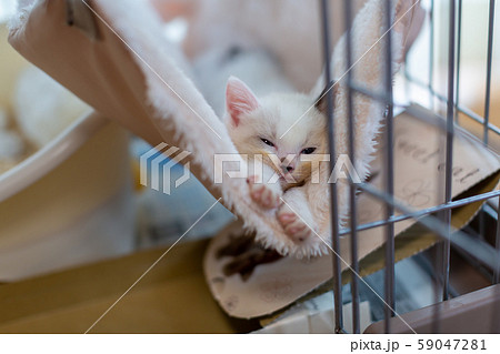 仔猫 生後4週間 保護猫 ハンモックの写真素材