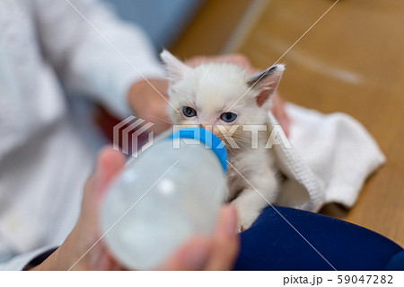 仔猫　生後4週間　哺乳 59047282