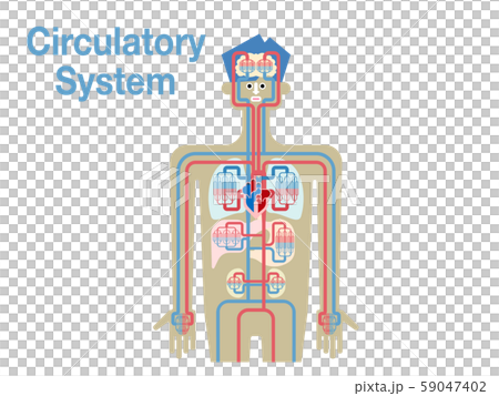 循環器系のシンプルなイラストのイラスト素材