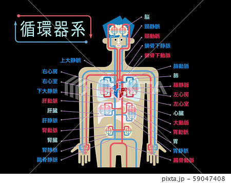 黒バックに日本語で各部位の名称が記載された循環器系のシンプルなイラストのイラスト素材