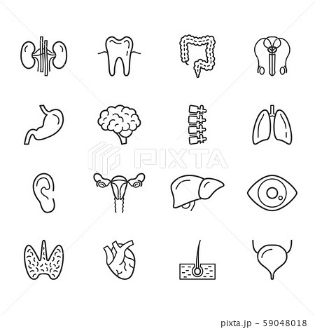 Human internal organs and body anatomy icons set Human internal organs and body anatomy icons set 59048018