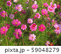 秋桜 【コスモス】 A-1 59048279