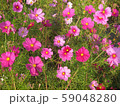 秋桜 【コスモス】 A 59048280