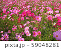 秋桜 【コスモス】 B-1 59048281