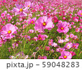 秋桜 【コスモス】 と 蜜蜂（ミツバチ） 59048283