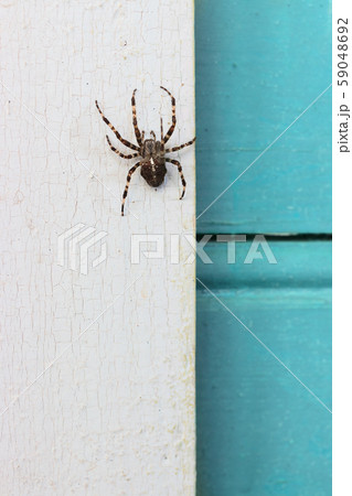 Big spider at a rural home Big spider at a rural home 59048692