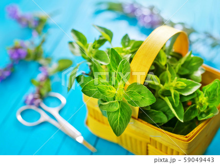 fresh herb fresh herb 59049443