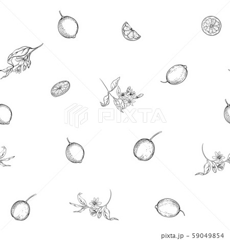 Lemon tree branch with lemons 59049854