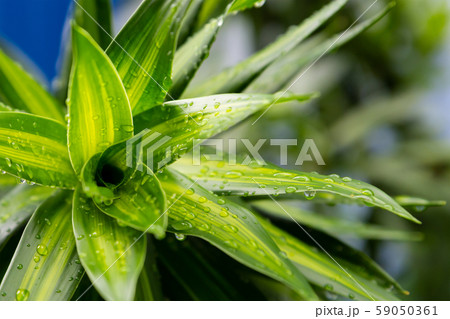 base fresh tropical plant lily long green leaves 59050361